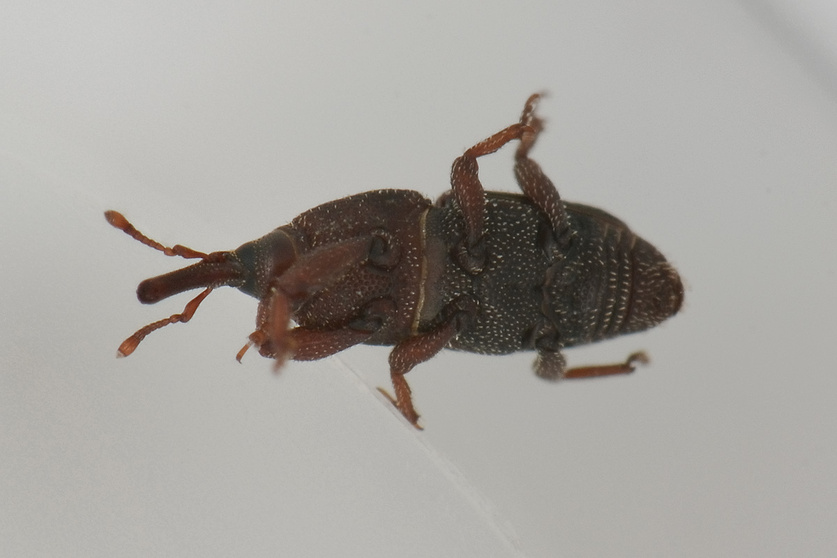 Dryophthoridae:  Sitophilus sp.
